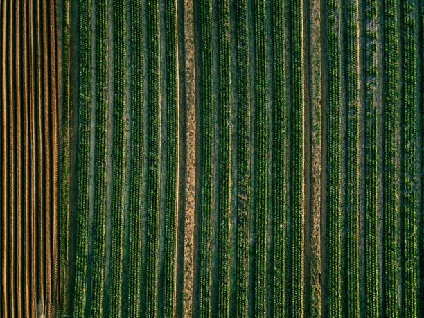 vista aérea del campo de hileras de repollo en el paisaje agrícola - plowed field field fruit vegetable fotografías e imágenes de stock