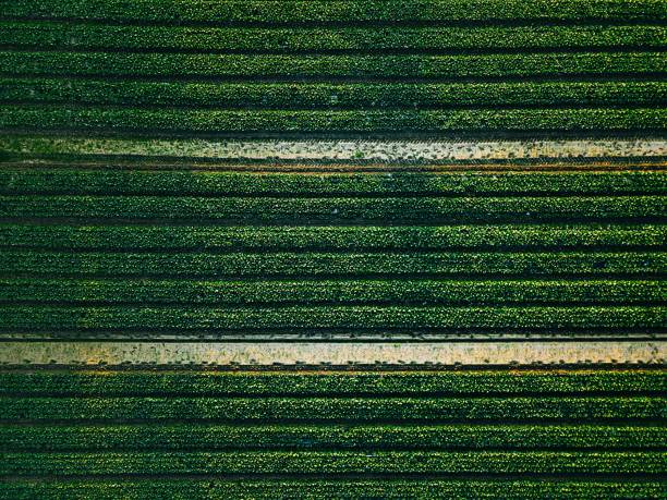 vue aérienne du champ de rangées de chou dans le paysage agricole - plowed field field fruit vegetable photos et images de collection