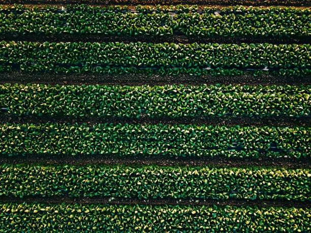 vista aérea del campo de hileras de repollo en el paisaje agrícola - plowed field field fruit vegetable fotografías e imágenes de stock