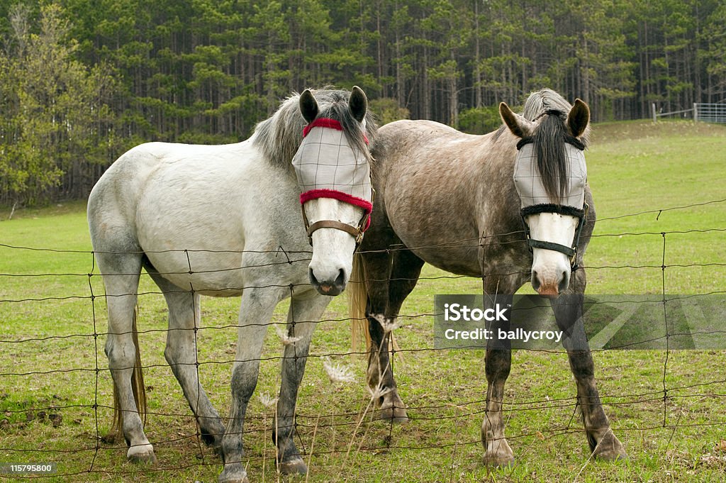 Horses with Fly Protection Horses wearing fly protection on their eyes. Horse Fly Stock Photo