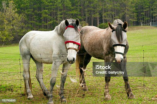 Horses With Fly Protection Stock Photo - Download Image Now - Horse Fly, Face Guard - Sport, Protective Face Mask