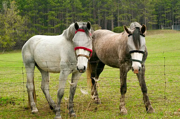 Horses wearing fly protection on their eyes.