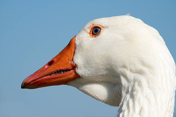 istock White Swan Head in Detail 115795817