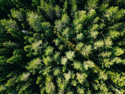 Aerial view of green summer forest. Drone photo from above.