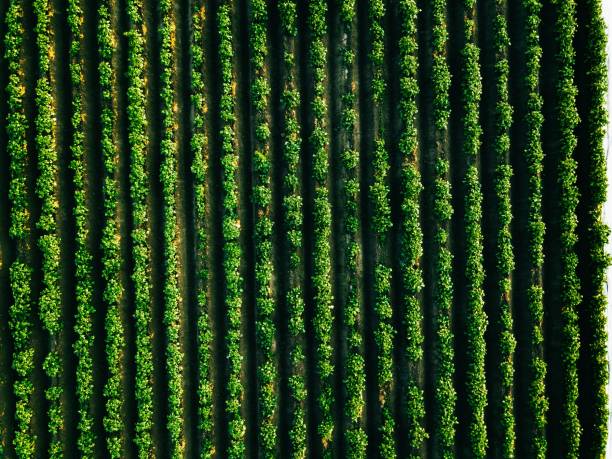 vue aérienne du champ de lignes de pomme de terre dans le paysage agricole - strawberry plant photos et images de collection