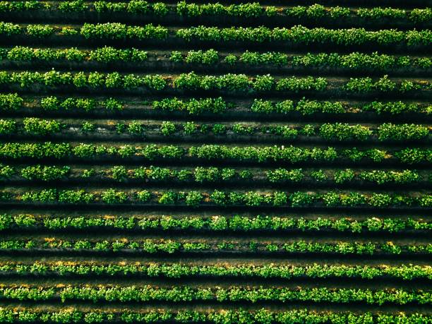 luftaufnahme des kartoffelreihenfeldes in der agrarlandschaft - green crop tractor planting stock-fotos und bilder