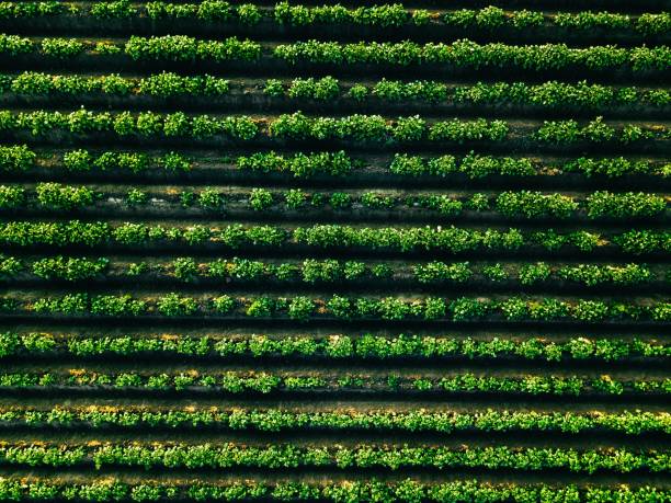 vista aérea del campo de hileras de patatas en el paisaje agrícola - plowed field field fruit vegetable fotografías e imágenes de stock