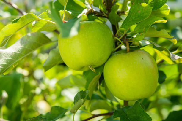 istock fresh delicious apples on a tree in the garden 1157959273