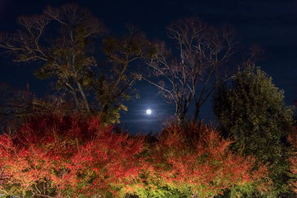 istock Moon over forest in autumn season 1157960191