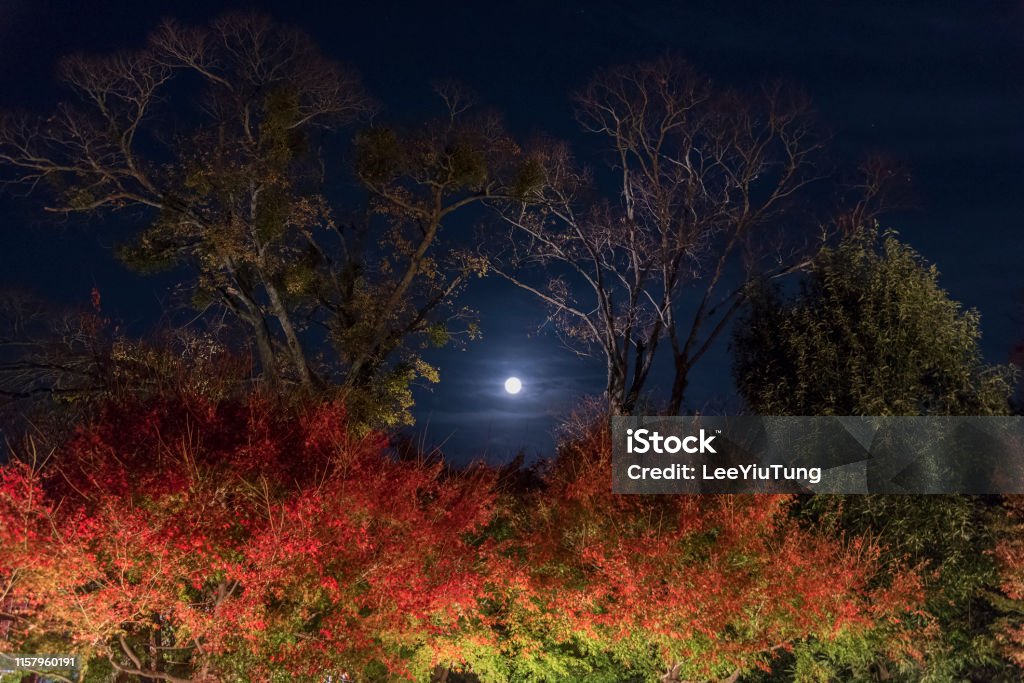 Moon over forest in autumn season Treeline with Night Moon - Long exposure image showing a moonlit treeline at night in autumn season Full Moon Stock Photo