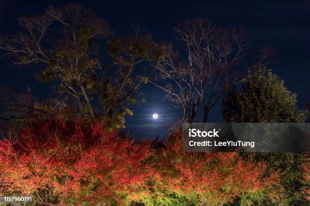 Moon Over Forest In Autumn Season Stock Photo - Download Image Now - Full Moon, Japan, Autumn