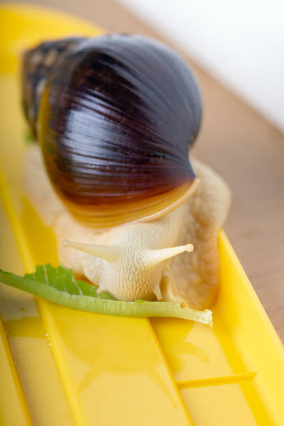 istock Achatina snail eats a lettuce leaf. Giant African snail. White snail with dark shell on yellow background. Close-up. 1157960267