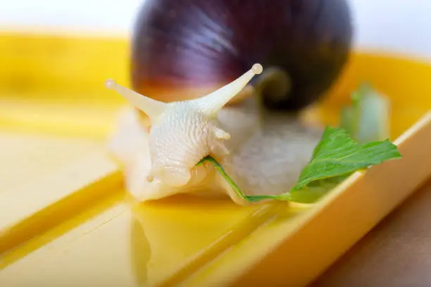 Achatina snail eats a lettuce leaf. Giant African snail. White snail with dark shell on yellow background. Close-up.