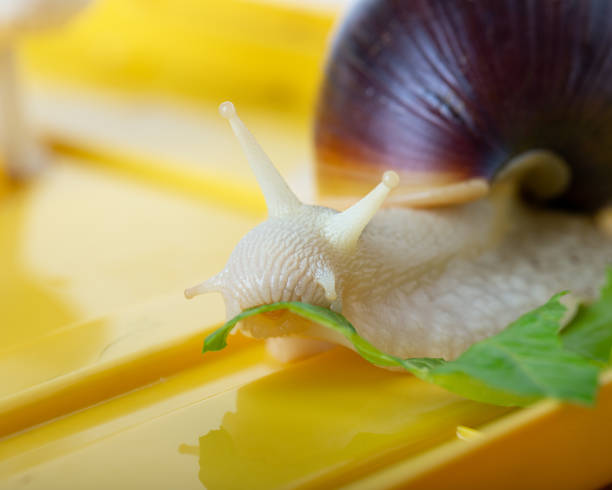 istock Achatina snail eats a lettuce leaf. Giant African snail. White snail with dark shell on yellow background. Close-up. 1157960269