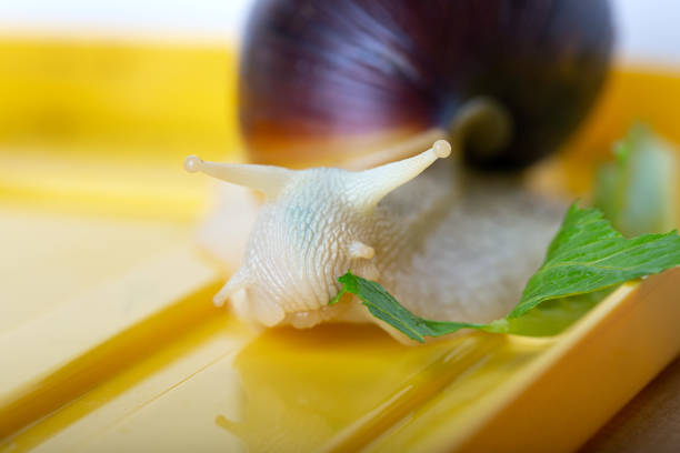 istock Achatina snail eats a lettuce leaf. Giant African snail. White snail with dark shell on yellow background. Close-up. 1157960270