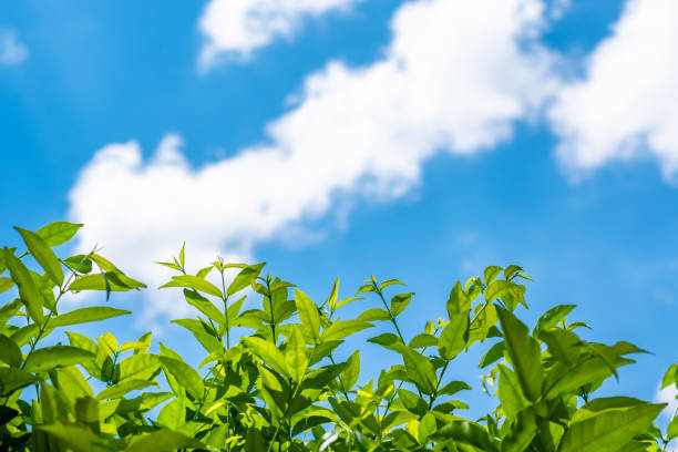 istock Nature leave free space with blue sky and cloud backgrounds 1157960615