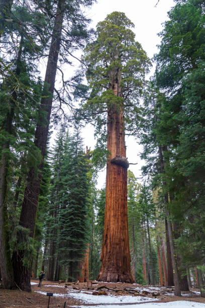 sequoia gigante chiamata albero mckinley - redwood sequoia california redwood national park foto e immagini stock
