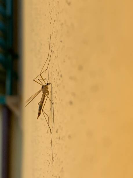 istock Tipulidae, Giant mosquito 1157960781