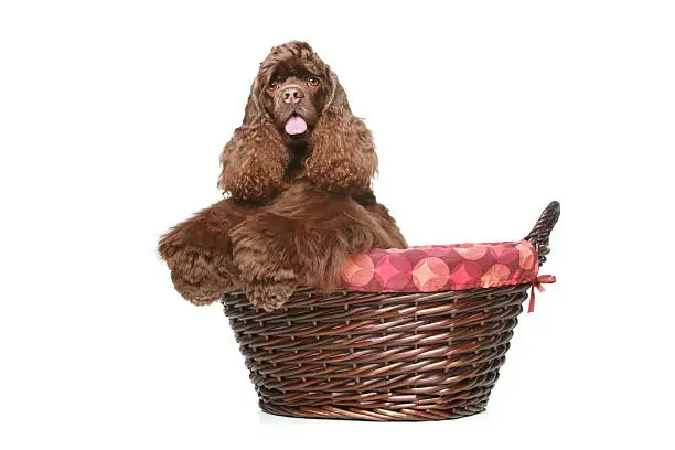 American Cocker spaniel sitting in a large wicker basket on a white background