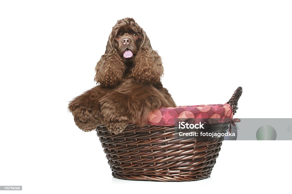 Американский Кокер-спаниель в большой wicker basket - Стоковые фото Горизонтальный роялти-фри