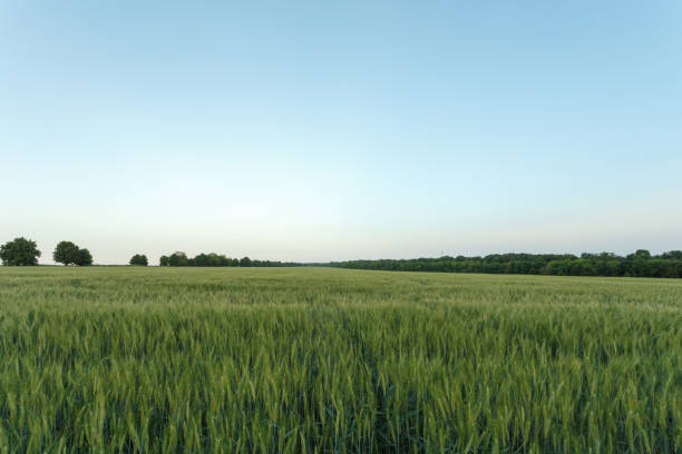 istock Green wheat field surrounded by the trees 1157962177