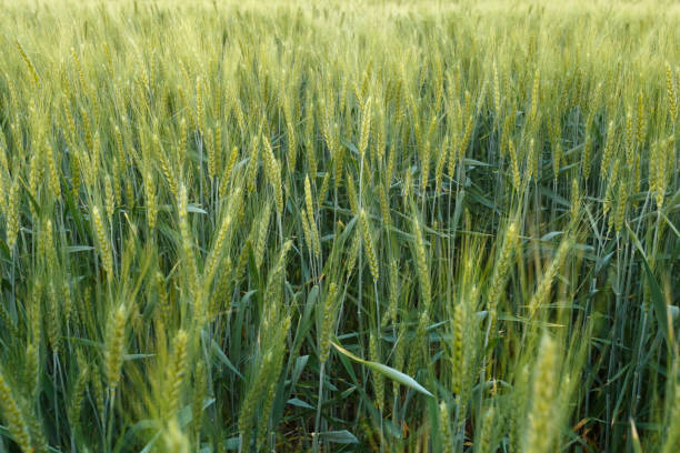 istock Green wheat field surrounded by the trees 1157962202