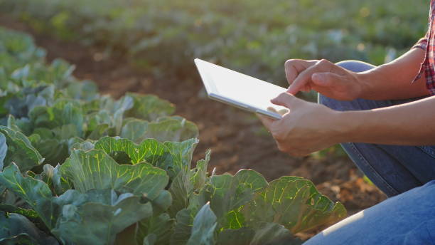 istock Woman working with tablet in a cabbage field. Close-up 1157962266