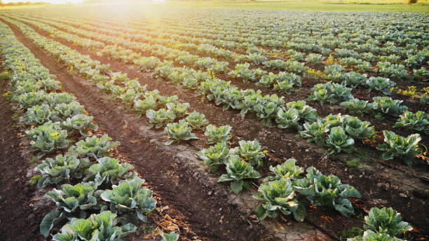 istock Young cabbage grows in the farmer field 1157962290