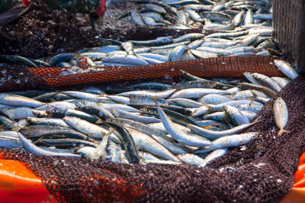 fisch-meeresfrüchte-industrie - fish fish market catch of fish market stock-fotos und bilder