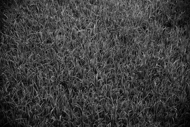 istock Traditional paddy plants unique black and white photo 1157963280