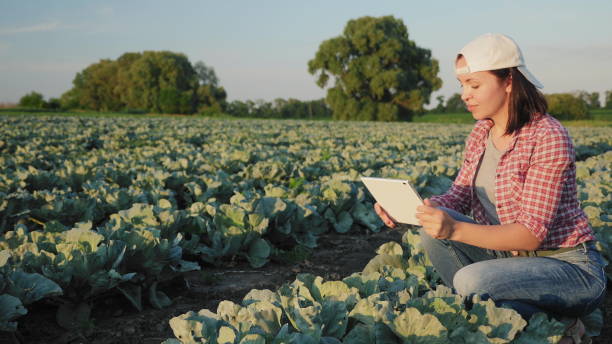 istock A farmer takes a picture with a digital tablet 1157963543