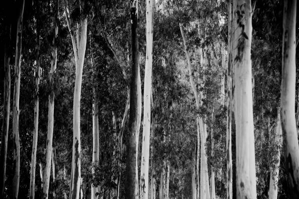 istock Trees around a forest area unique photo 1157963887