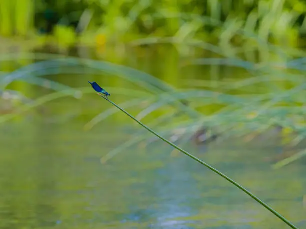 A fleeting moment when on a hot summer day a blue dragonfly sat on the tip of the stem above the water