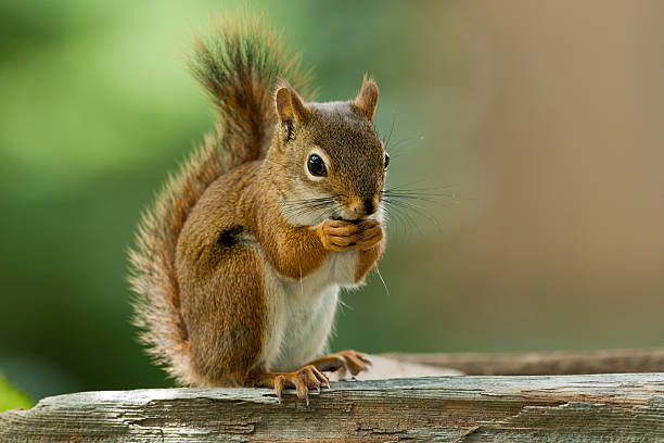 american red squirrel - eichhörnchen stock-fotos und bilder