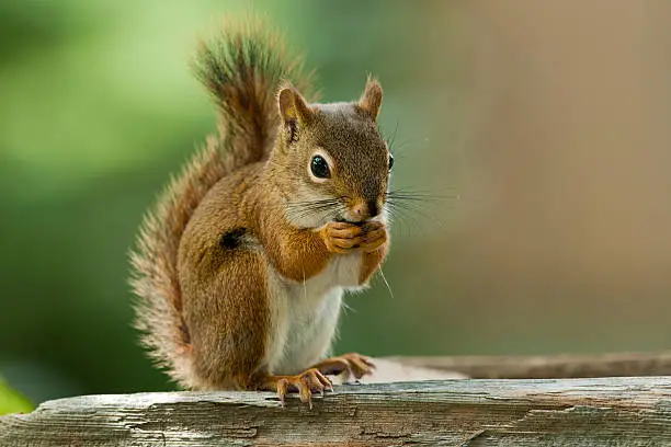 Photo of American Red Squirrel