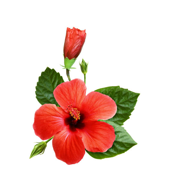 istock Red hibiscus flowers in a tropical arrangement 1157965678