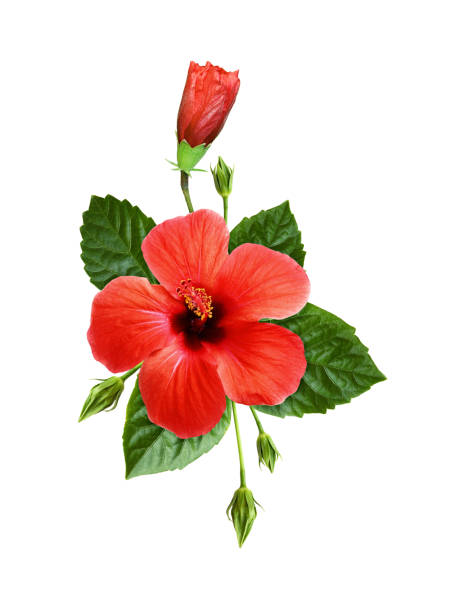 istock Red hibiscus flowers in a tropical arrangement 1157965682