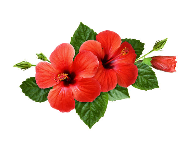 istock Red hibiscus flowers in a tropical arrangement 1157965699