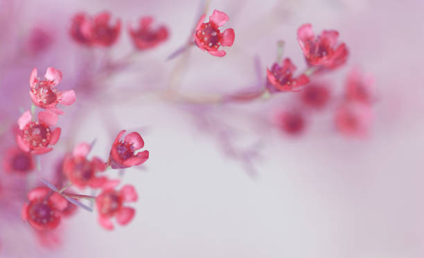 istock Closeup of red chamelaucium flowers 1157965738