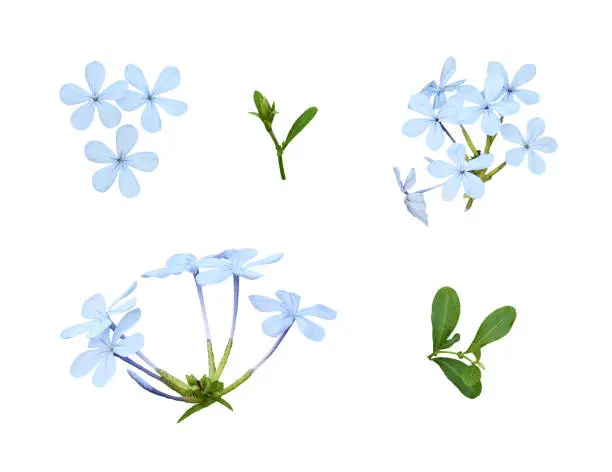 Set of plumbago flowers and leaves isolated on white
