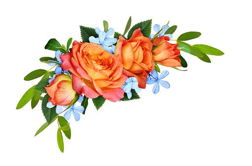 Orange roses and blue small flowers with eucalyptus leaves in a corner floral arrangement isolated on white background. Flat lay, top view.