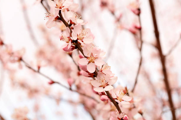 istock blooming peach blossoms in the garden 1157966770