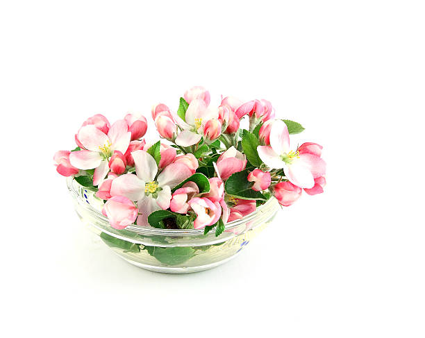 Apple Blossom in glass bowl stock photo