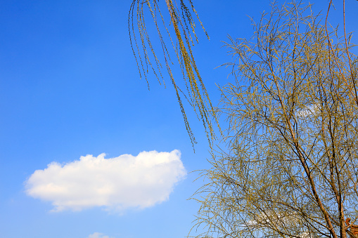 Willow branches in the blue sky background