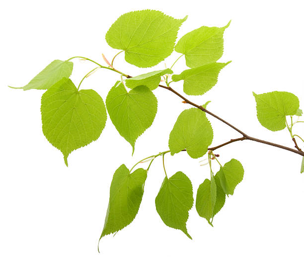 istock Branch of a birch 115796725