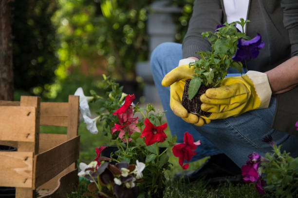 istock Gardener planting flowers. Close Up 1157968211