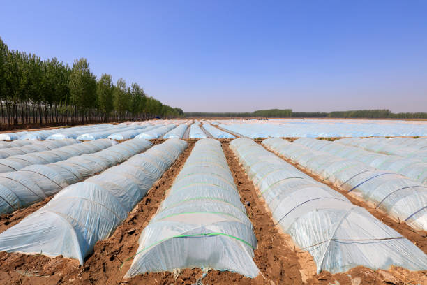 istock Plastic arch shed in the field 1157968416