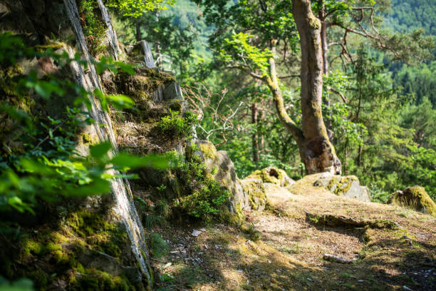 Thuringia, Germany: Beautiful forest in Thuringia Slate Mountain in sunshine.