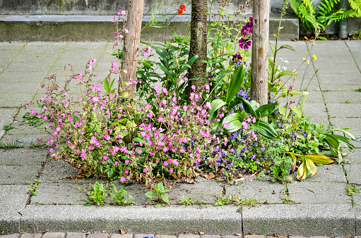 Various flowers in purple, blue and other colors in a small spontaneous little garden around a young tree on an urban sidewalk