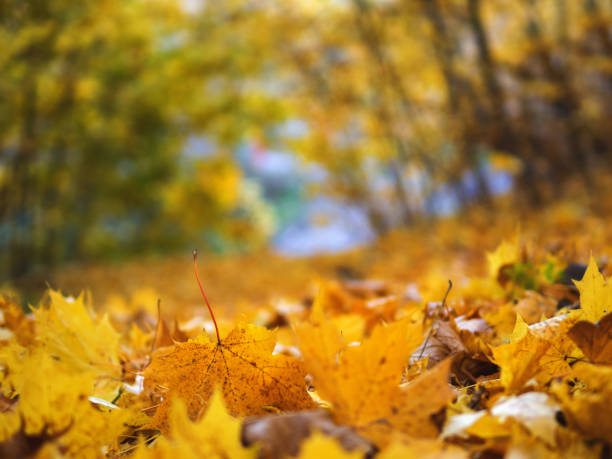 istock Autumn bright maple leaf fallen on the road in the Park 1157970716